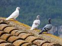 dove and pigeons